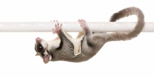 The 6 Rarest Pets in the World