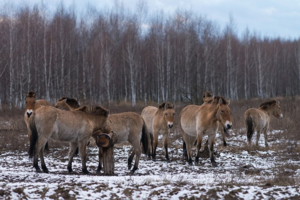 The Chernobyl Horses: How Do They Survive?