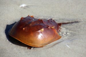 Horseshoe Crab: Characteristics and Curiosities
