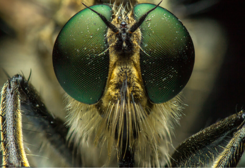 All Rarest Insect The 10 rarest insects on the planet