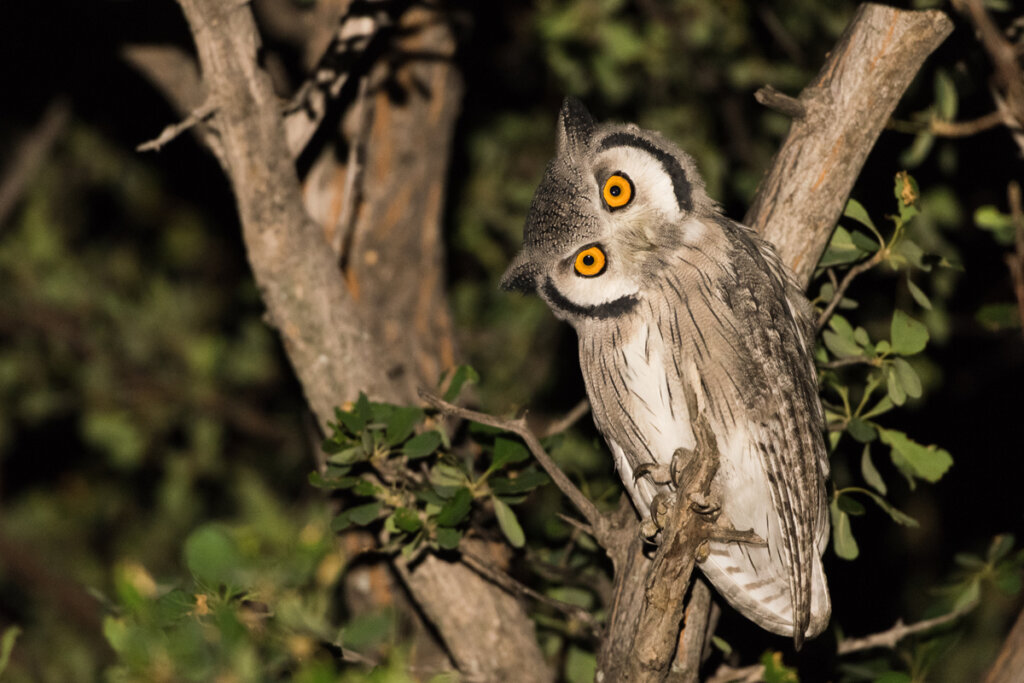 How Do Owls Turn Their Heads?