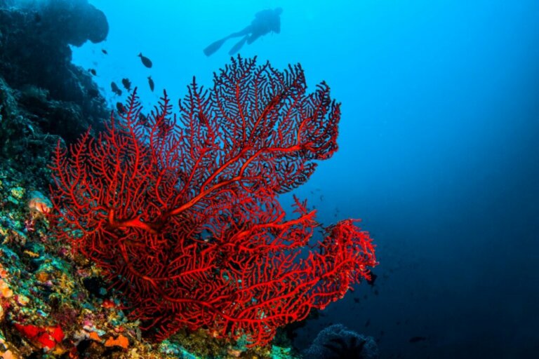 4 Types of Coral