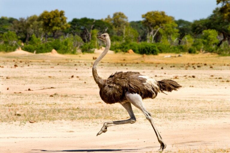 Is it True that the Ostrich Buries its Head in the Ground?