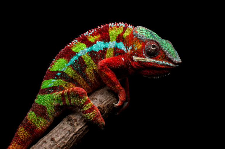 9 Animals from Madagascar