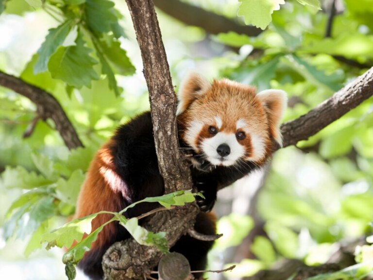 6 animals similar to the raccoon