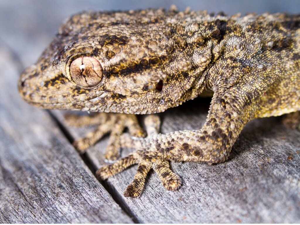 Are Geckos Poisonous?