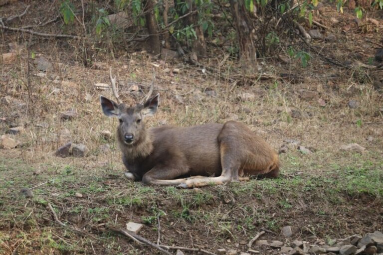 Sambar: The Largest of the Eastern Deer