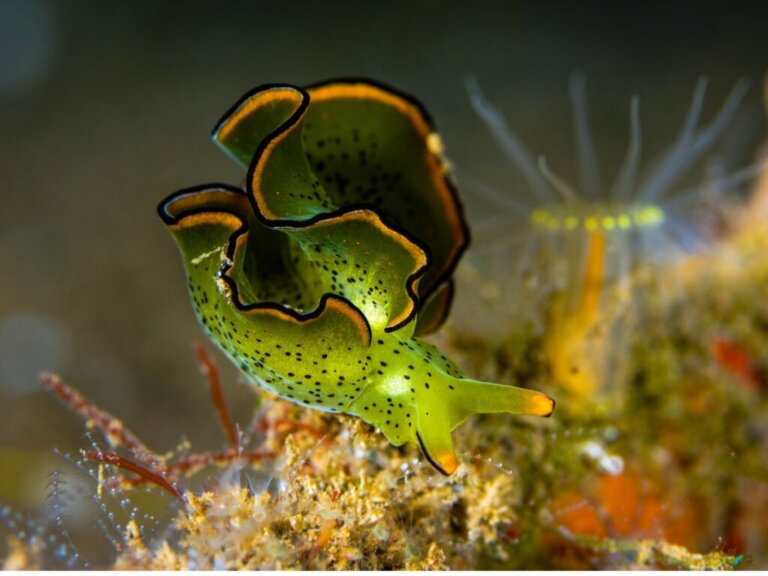 The Emerald Slug: An Animal that Photosynthesizes