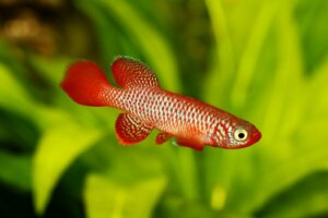 The 5 Animals with the Shortest Lifespans