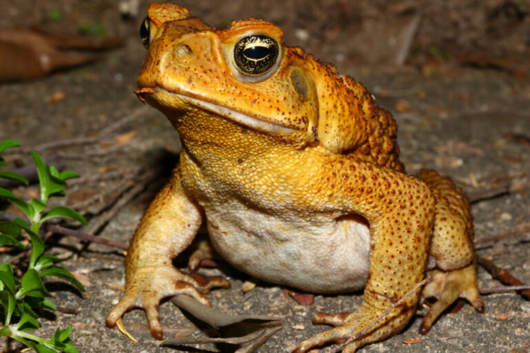 4 Species of Poisonous Toads