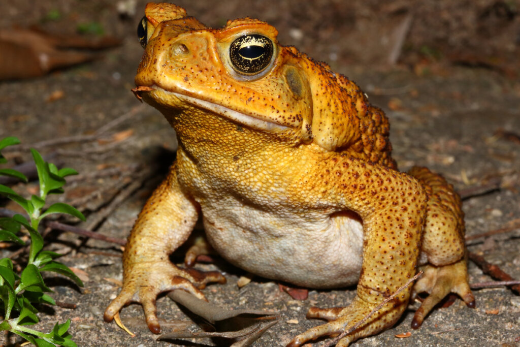 Toadlet The Pumpkin Toadlet: Habitat and Characteristics - My Animals