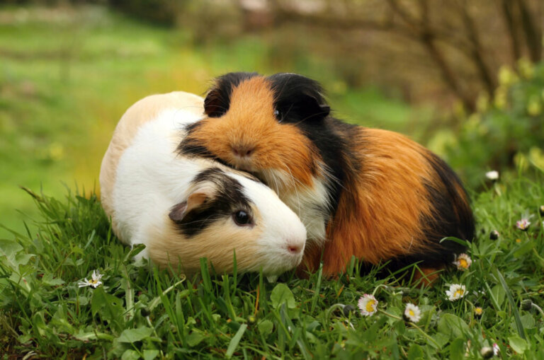 Guinea Pigs: Breeds and Care