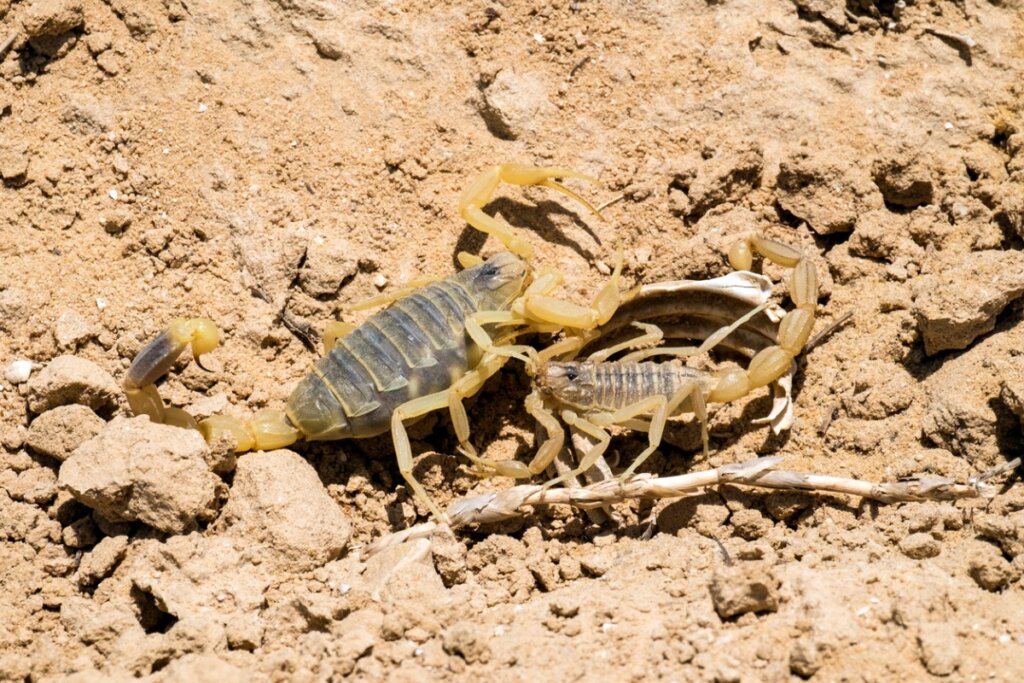 Palestinian Yellow Scorpion: One of the Most Poisonous in the World