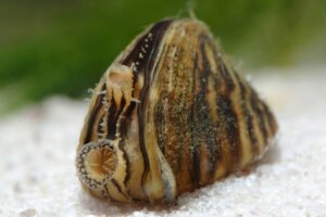 Zebra Mussel: Characteristics of an Invasive Species