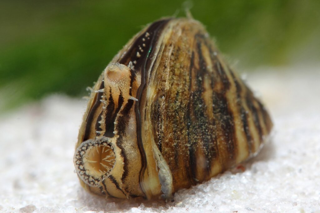 Zebra Mussel: Characteristics of an Invasive Species