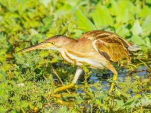 The Little Bittern: Habitat and Characteristics