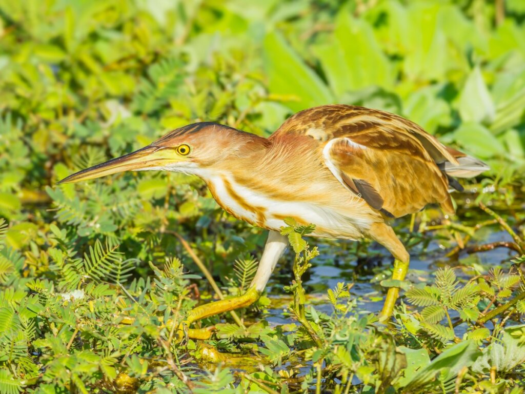 The Little Bittern: Habitat and Characteristics