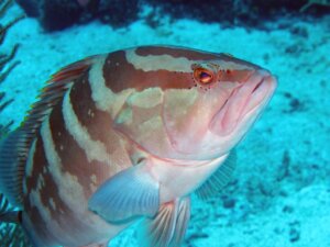 The Golden-Striped Grouper: Habitat and Characteristics