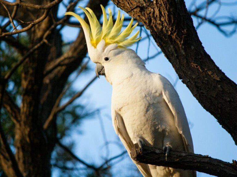 Cockatoo Behavior: All You Need to Know