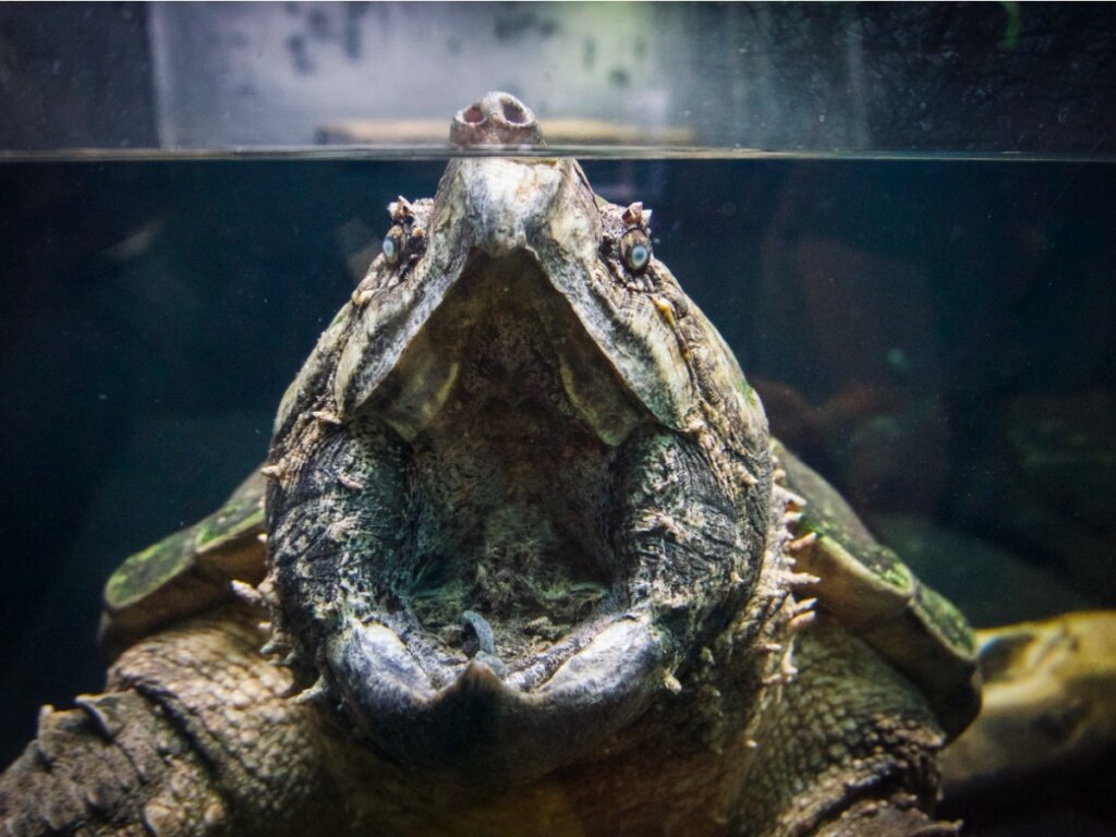 rafetus turtle update