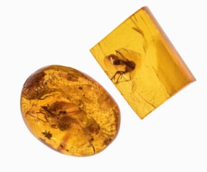 Hell Ants: Extinct But Fearsome