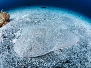 Angel Shark: Habitat and Characteristics