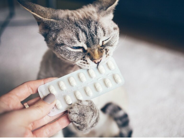 Antihistamines for Cats: Dosage and Side Effects