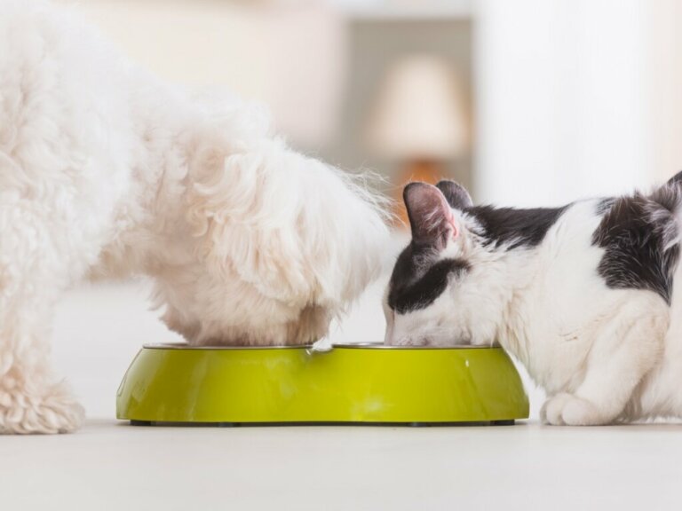 4 Advantages of Mixed Feeding for Your Pet