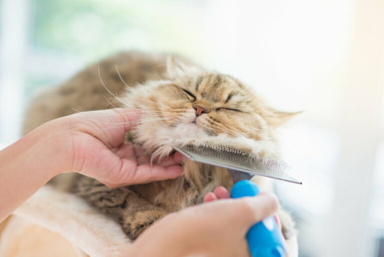 4 Tips for Cat Skincare