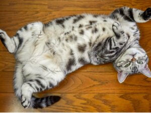 What Is the Primordial Pouch in Cats?