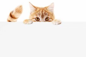 Why Is My Cat Chasing its Tail?