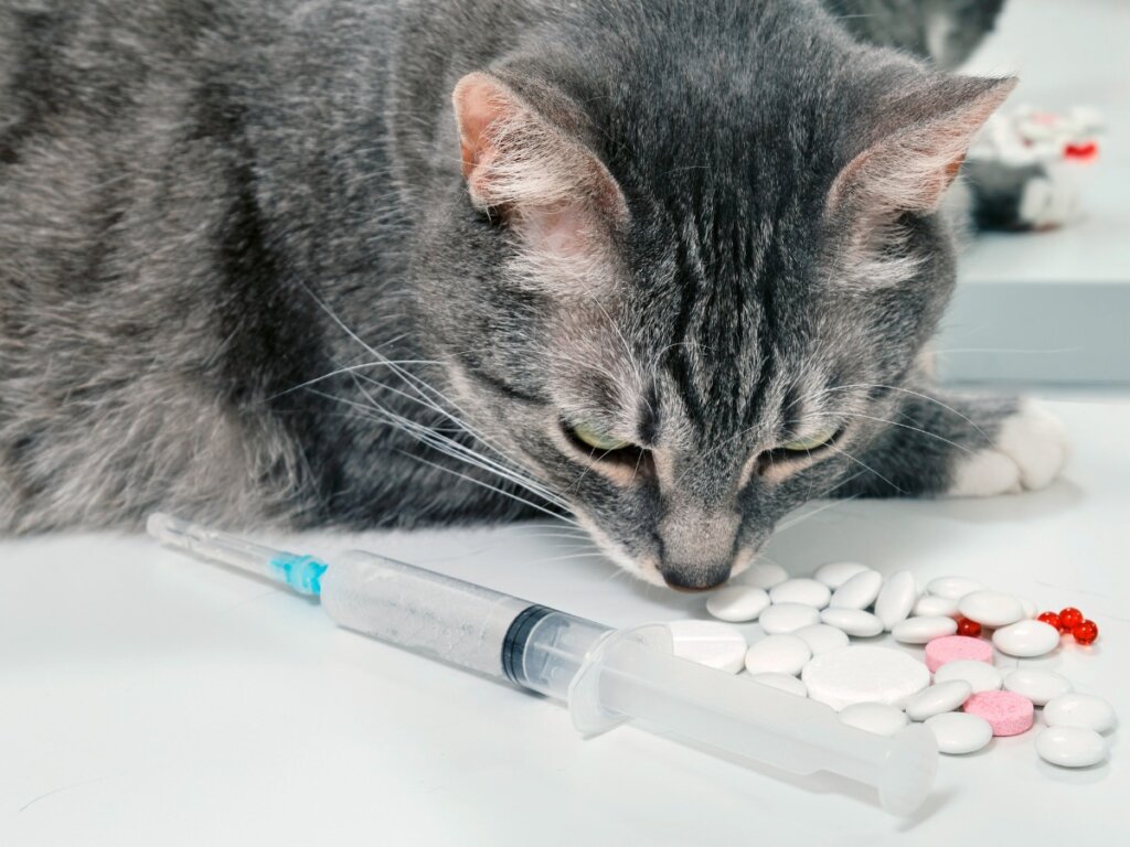 Cephalexin for Cats: Uses and Side Effects