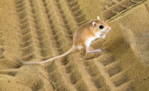 Kangaroo Rat: Habitat and Characteristics