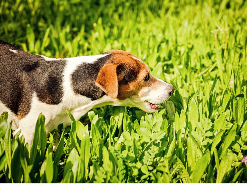 Why Does My Dog Bring Up Green Vomit?