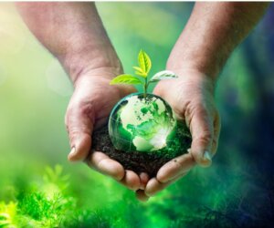 Ecological Balance: What Is It and What Factors Alter It?