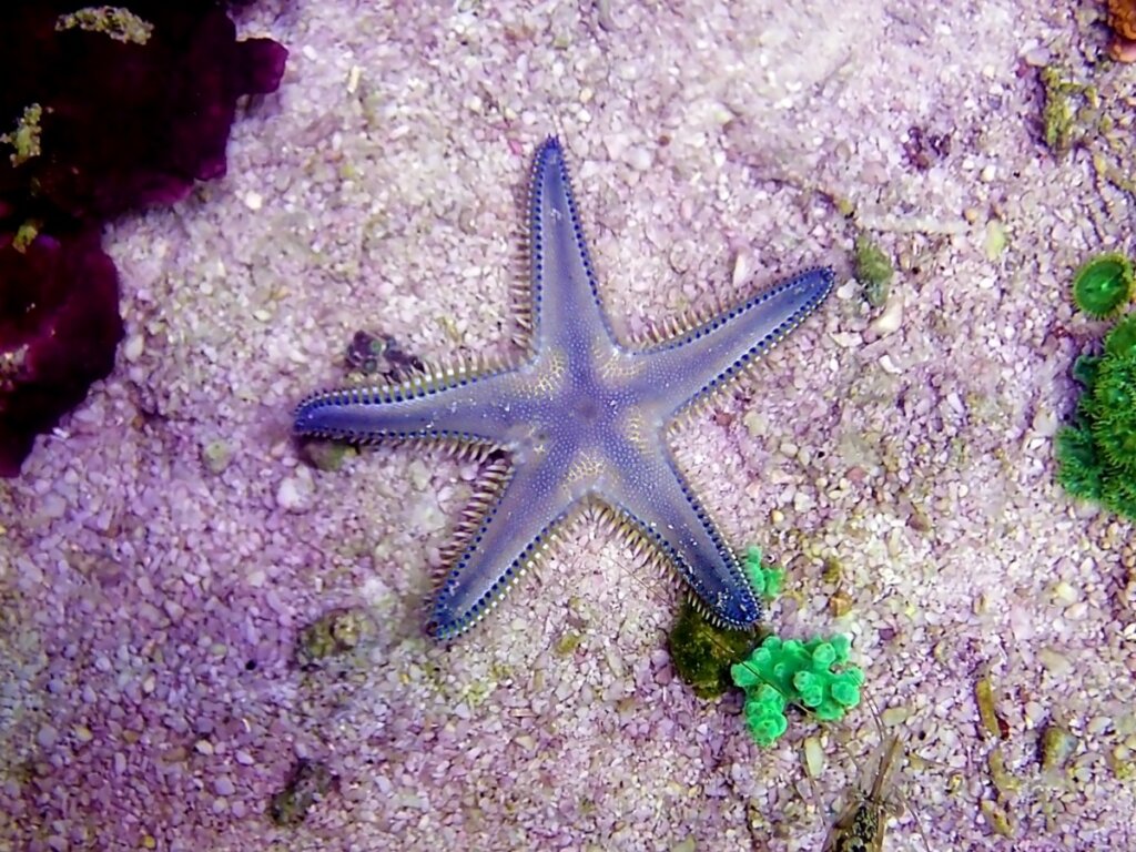 How Do Starfish Breathe?