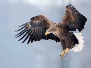 White-Tailed Eagle: Habitat and Characteristics
