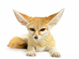 Why Shouldn't You Keep Wild Animals as Pets?