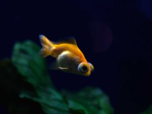 Popeye Disease in Fish: Everything You Need to Know