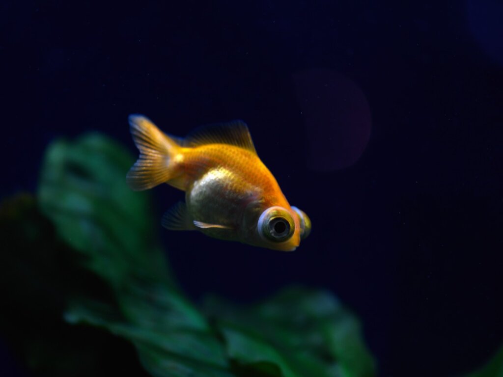 14 Endangered Fish - My Animals