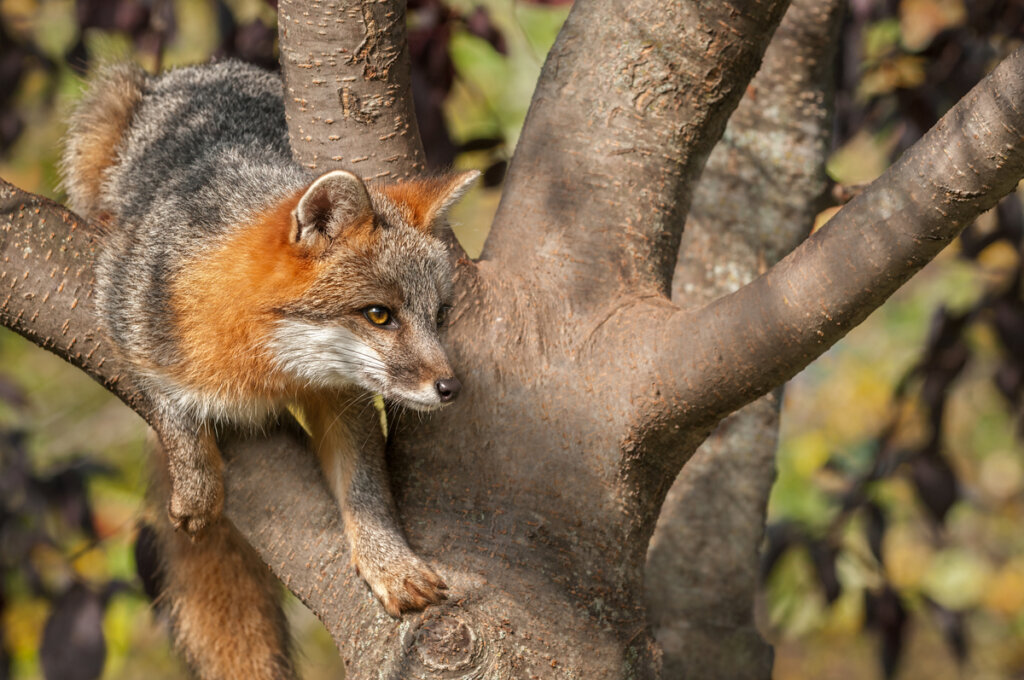 10 Herbivores My Animals 10-herbivores-my-animals