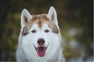 Positive Training in Dogs: What You Should Know