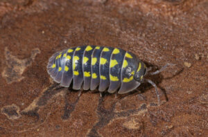 What Are Decomposing Animals?