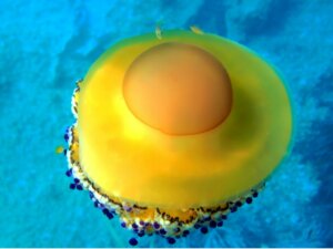 The Fried Egg Jellyfish: Distribution, Characteristics and Feeding