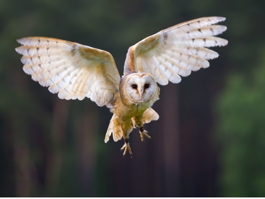 The Barn Owl: Habitat and Characteristics