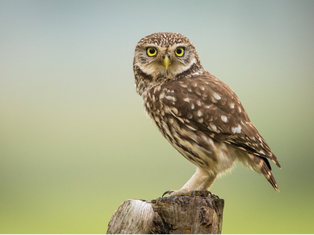 The Little Owl: Habitat and Characteristics