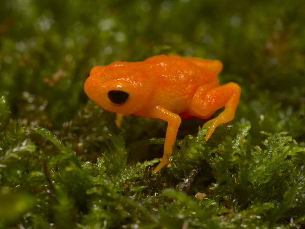 The Pumpkin Toadlet: Habitat and Characteristics