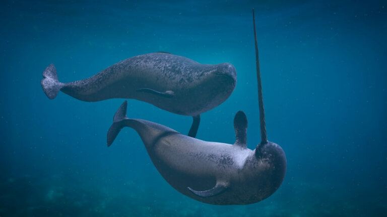 4 Threats to Narwhals