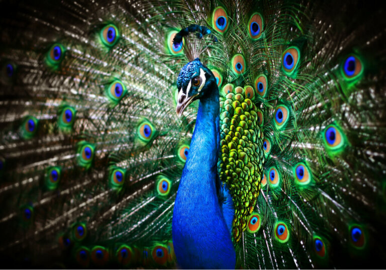 Why the peacock spreads its tail