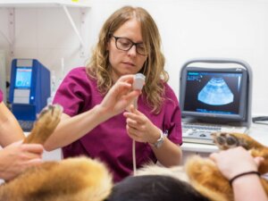 Cleft Palate in Dogs: Causes and Treatment